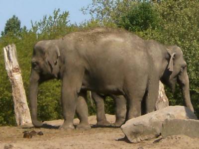 Zoom in stereolifant-1