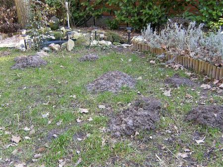 Wie is de mol?