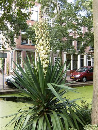 yuca091004-Medium